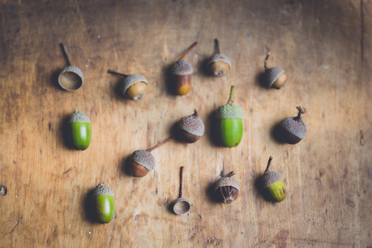A Collection of Acorns