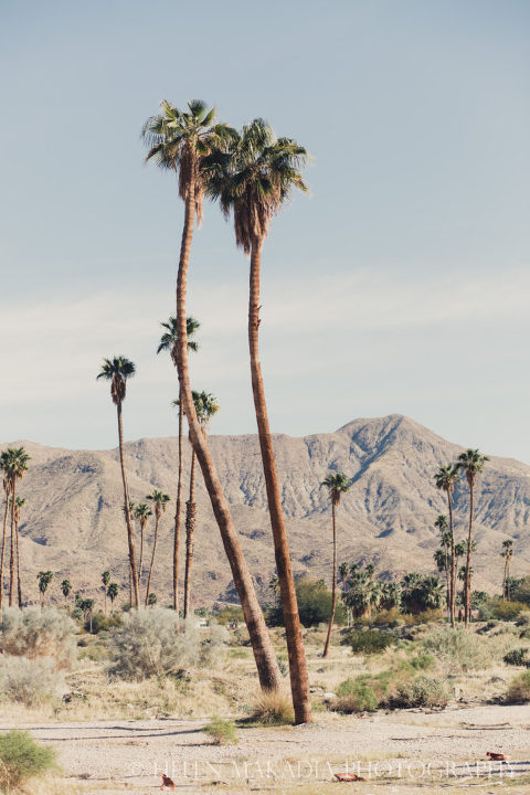 Palm Springs Palm Trees beauty