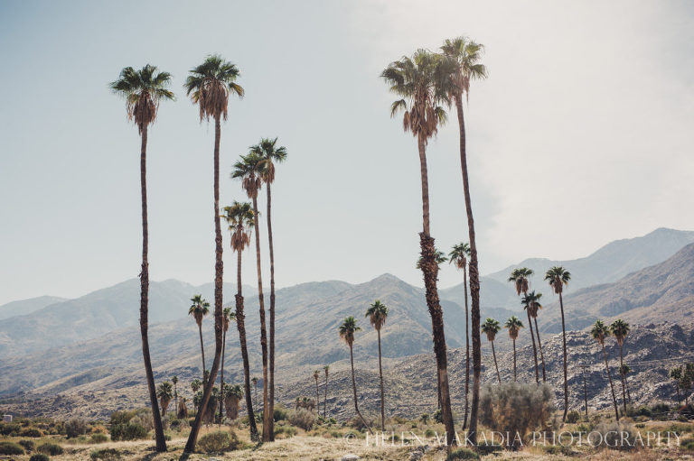 Palm Springs Landscape 2020