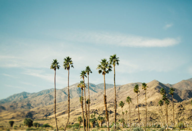 Palm Springs Palm Trees and Mountains 2017, Captured with Lensbaby Edge50